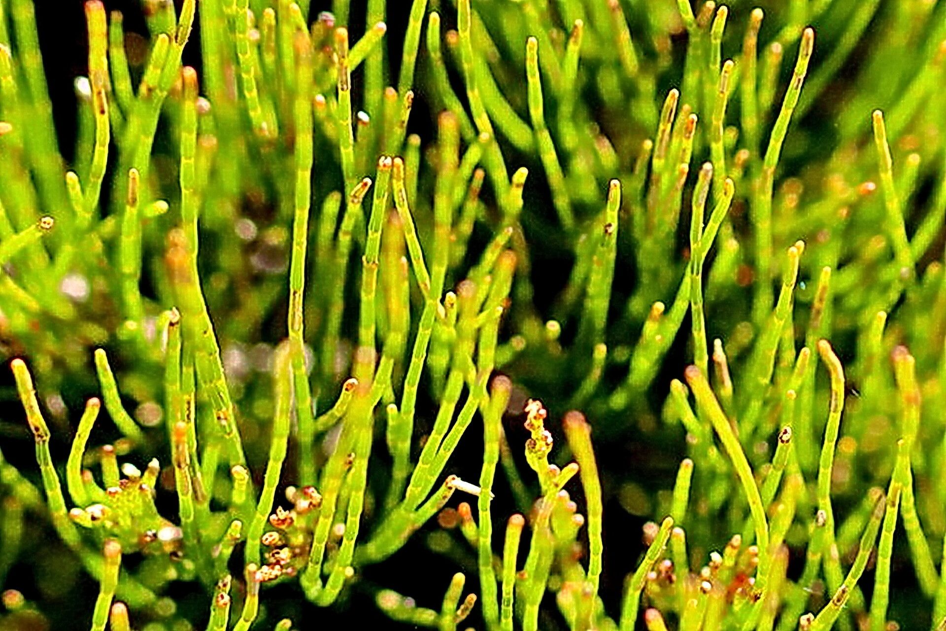 Allocasuarina nana — search result for 'Allocasuarina'