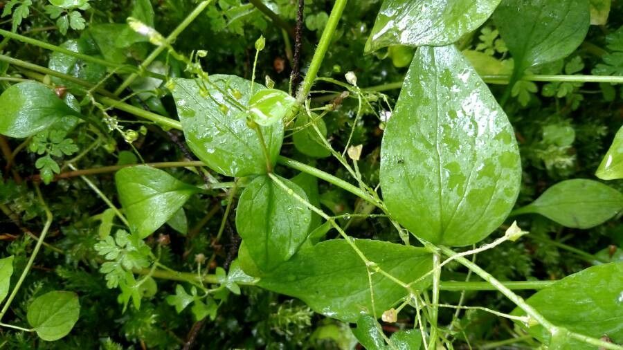 Claytonia sibirica leaf