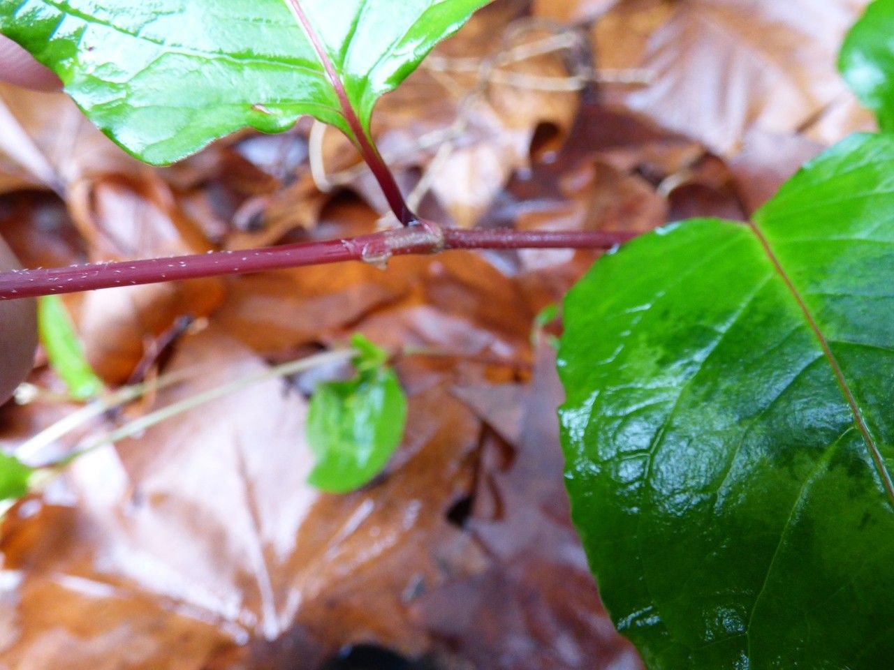 Persicaria chinensis bark