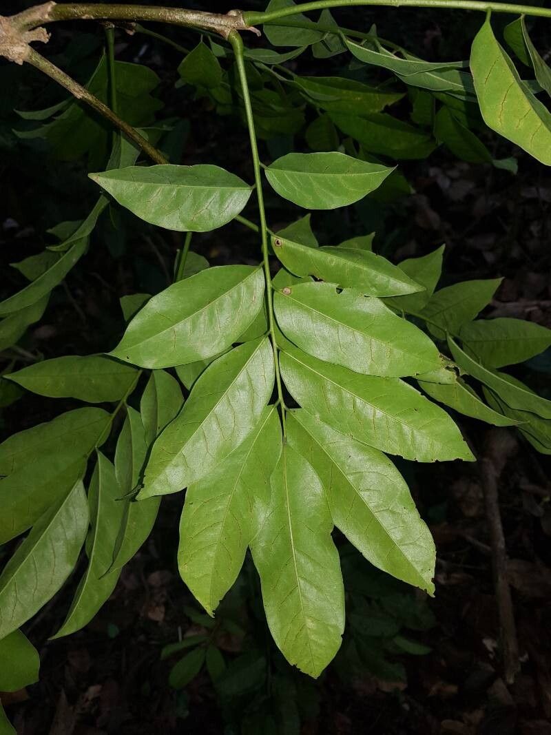 Styphnolobium sporadicum leaf