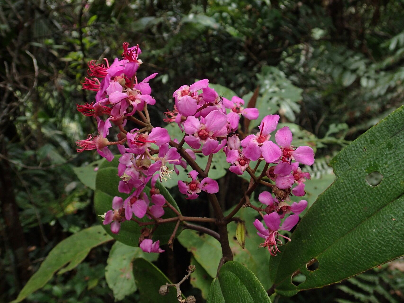 Dichaetanthera cordifolia — houseplant care guide