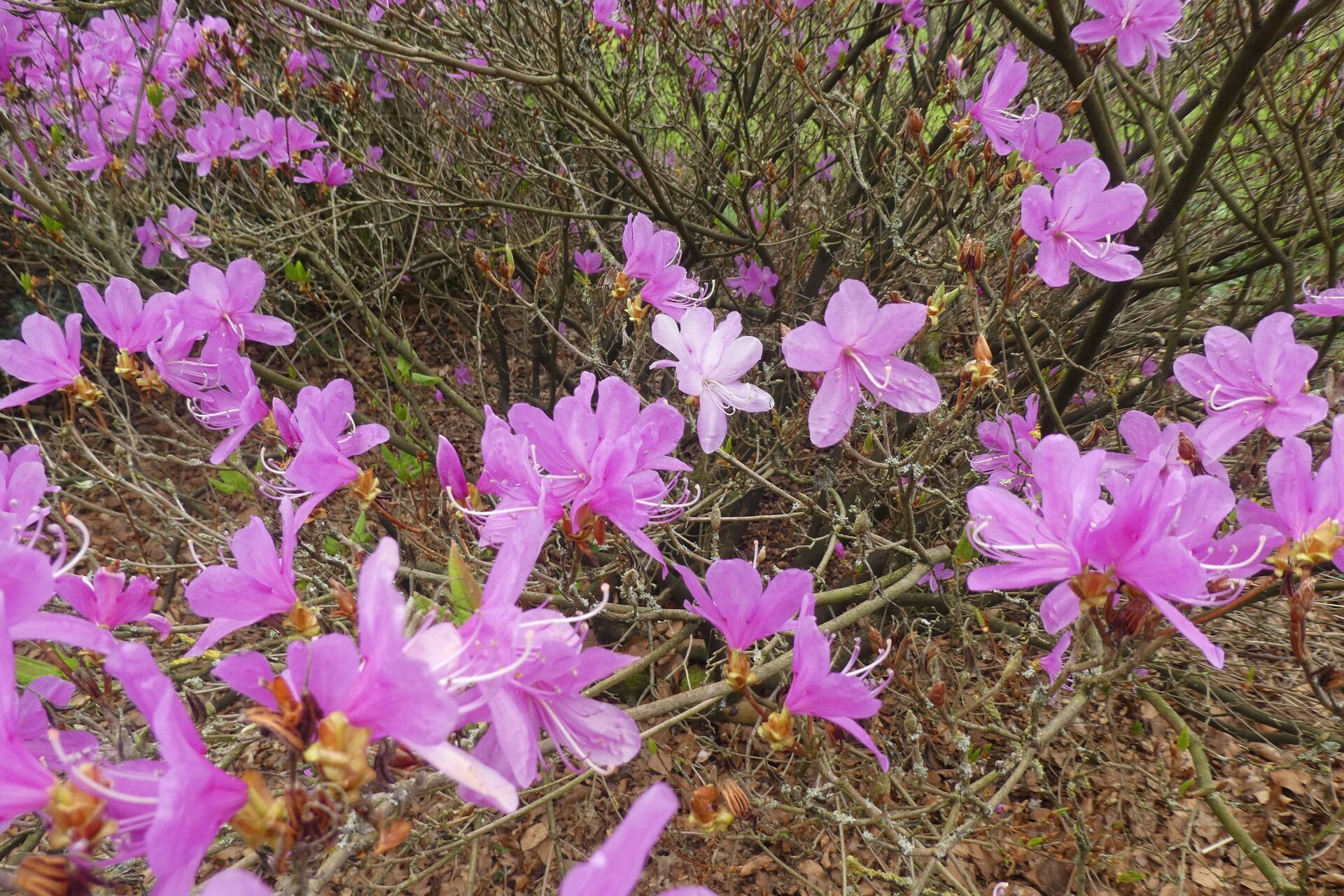 Rhododendron reticulatum flower