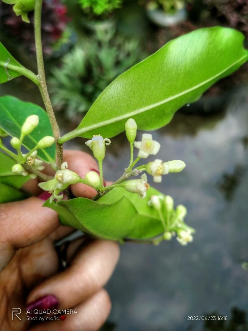 Aquilaria sinensis flower