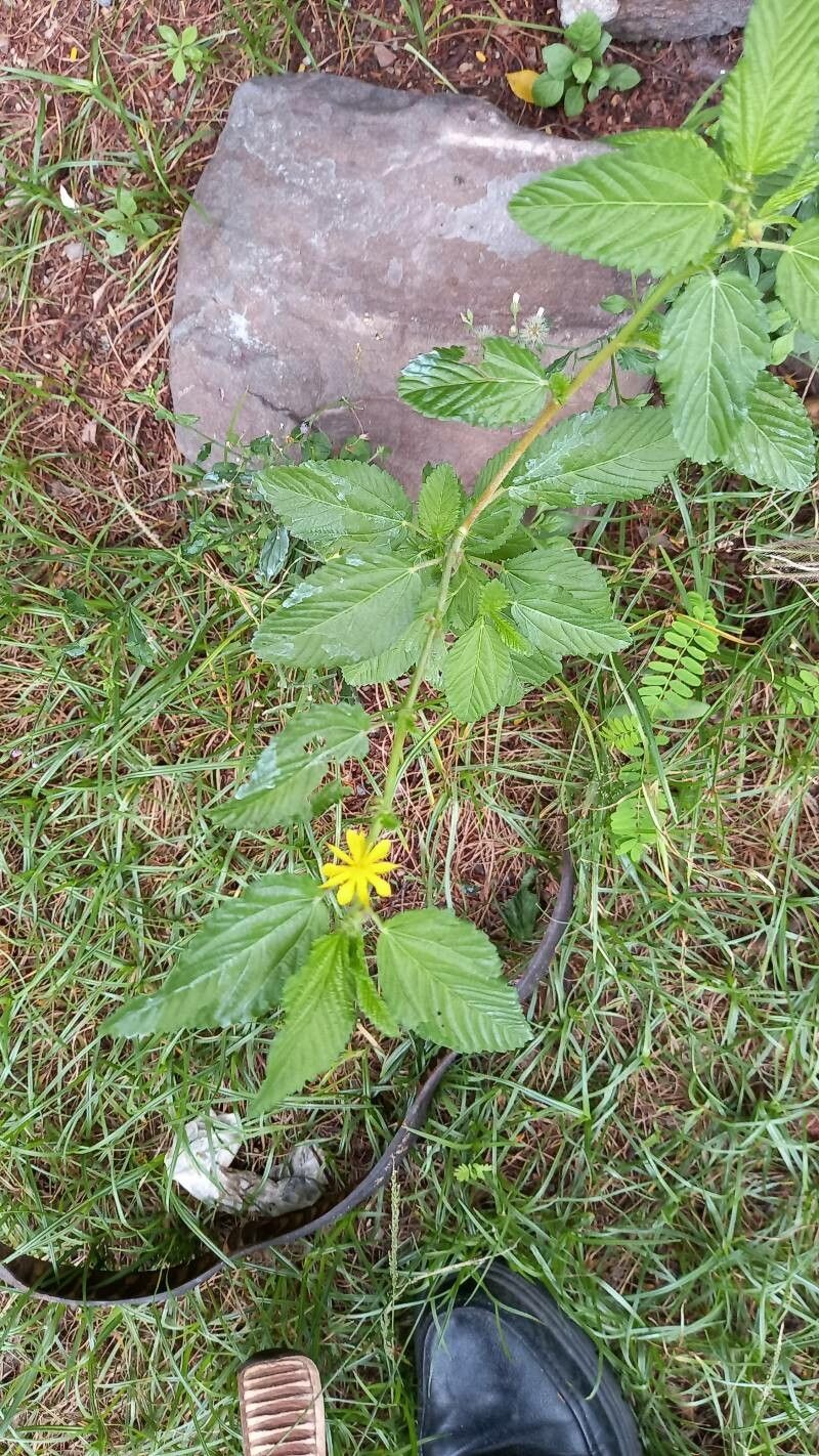 Corchorus siliquosus flower