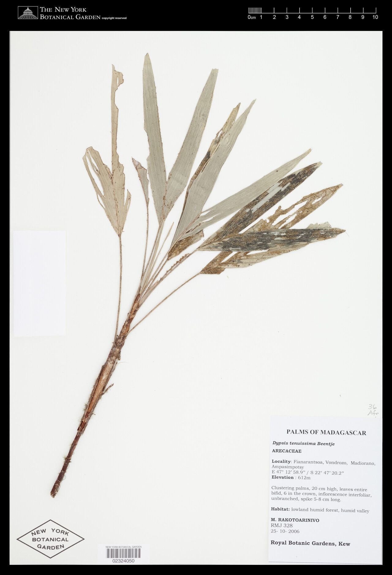 Dypsis tenuissima — houseplant care guide