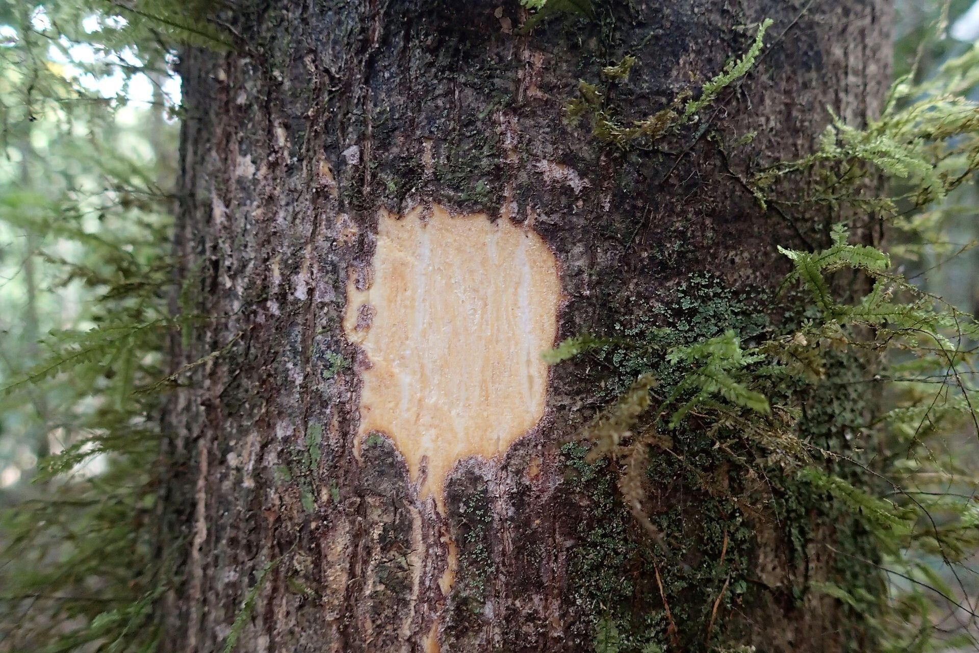 Planchonella wakere bark