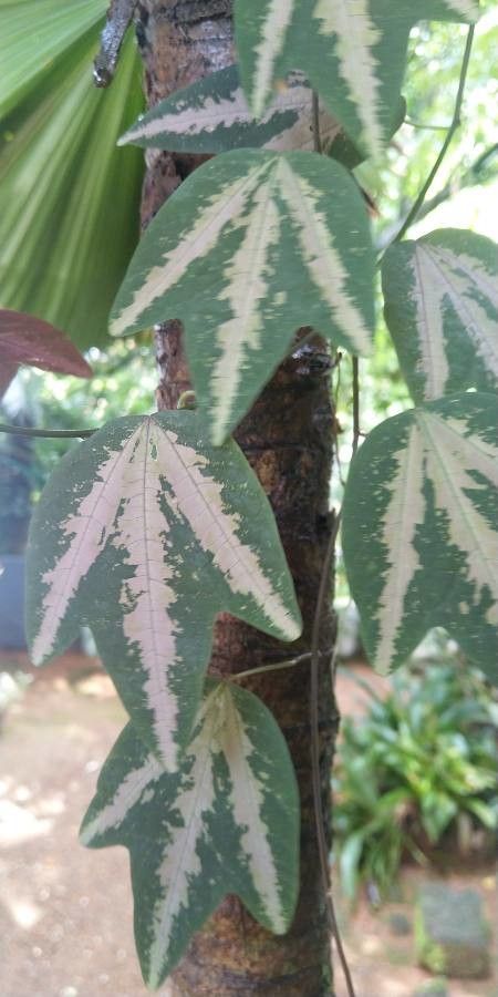 Passiflora trifasciata habit