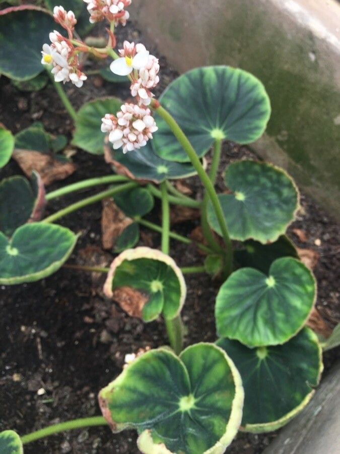 Begonia itaguassuensis flower