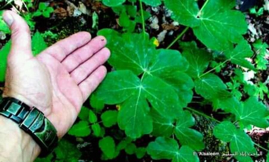 Laser trilobum — related species from the same genus