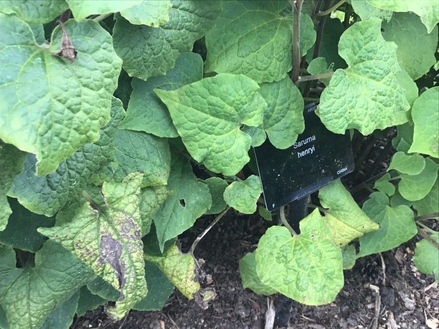 Saruma henryi — search result for 'Aristolochiaceae'