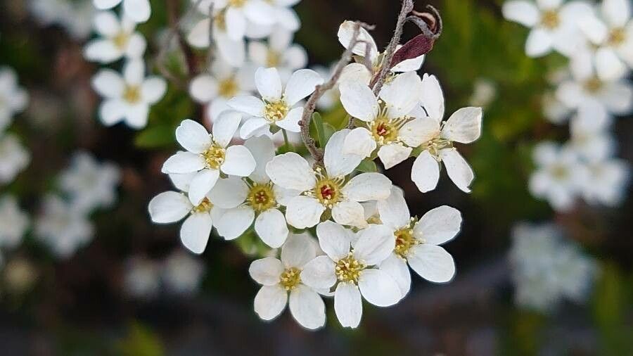 Spiraea thunbergi flower