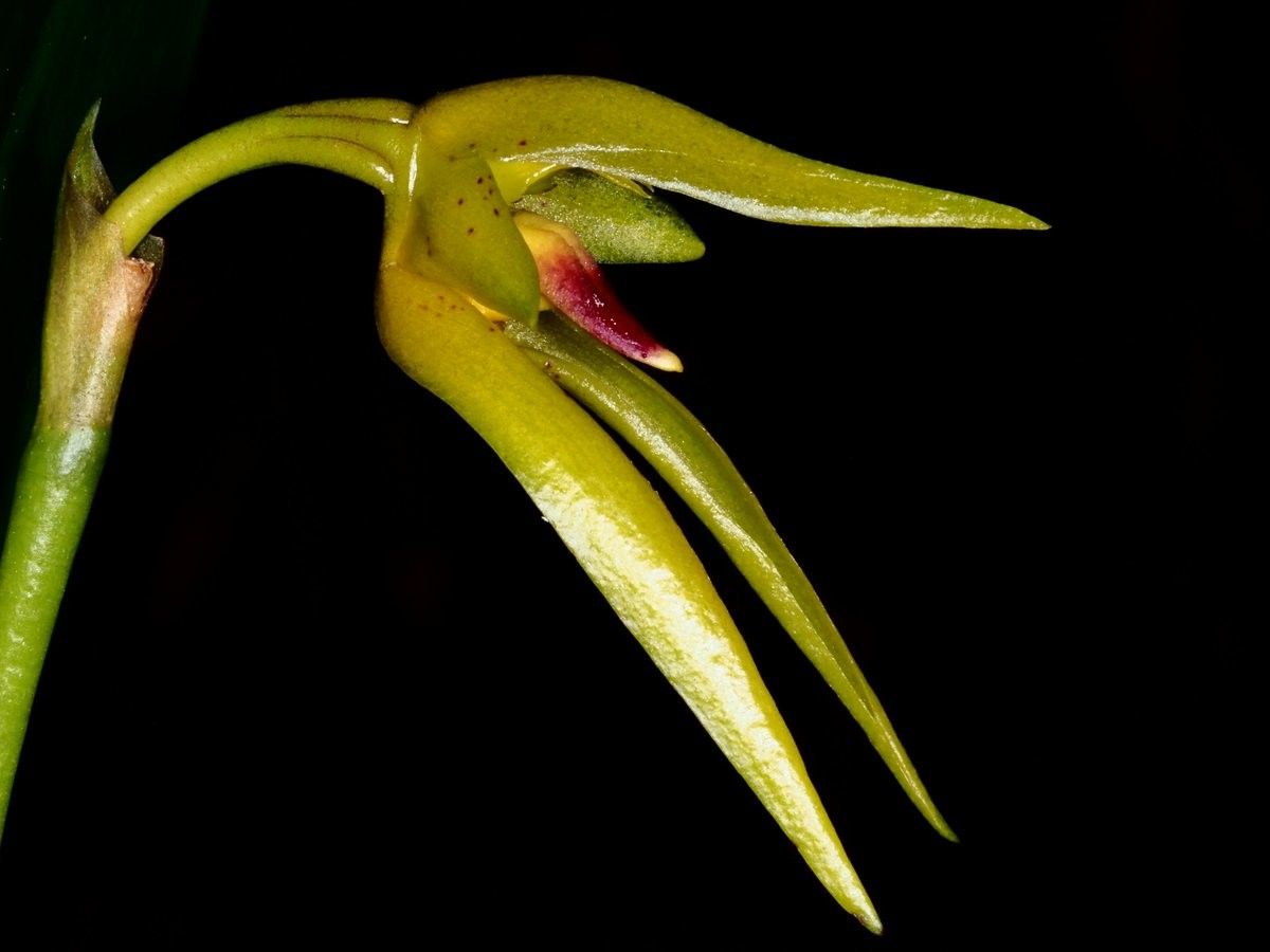 Bulbophyllum pachyanthum fruit