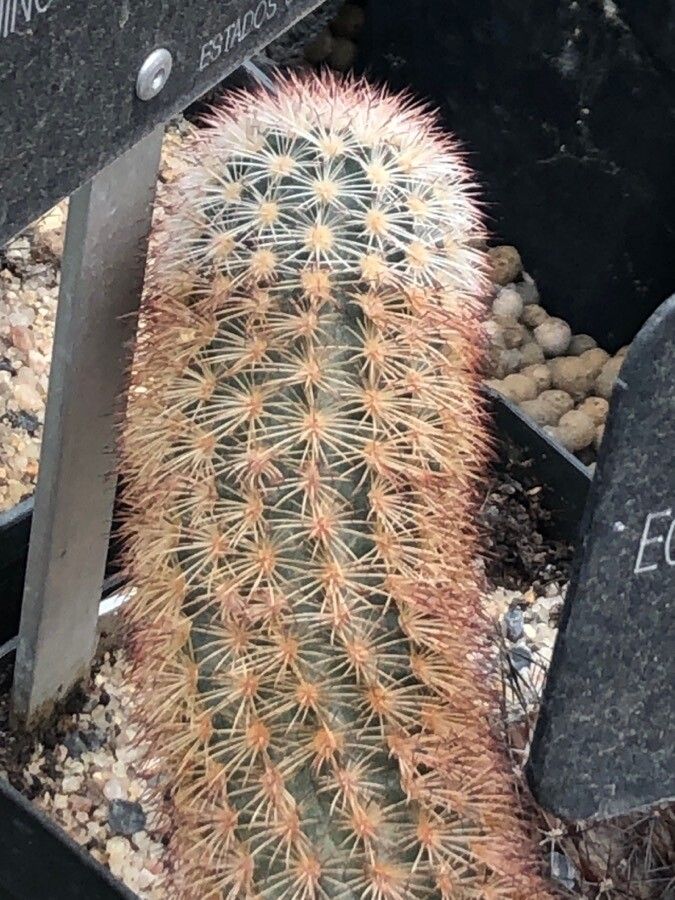 Echinocereus dasyacanthus