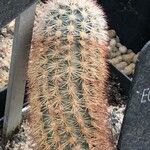 Echinocereus dasyacanthus