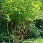 Phyllostachys aureosulcata
