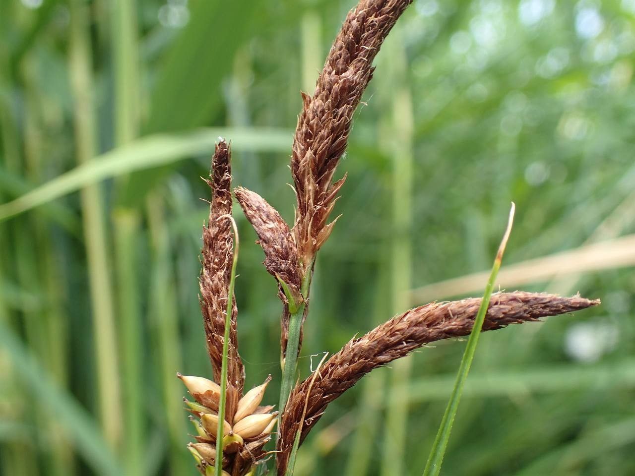 Carex riparia fruit