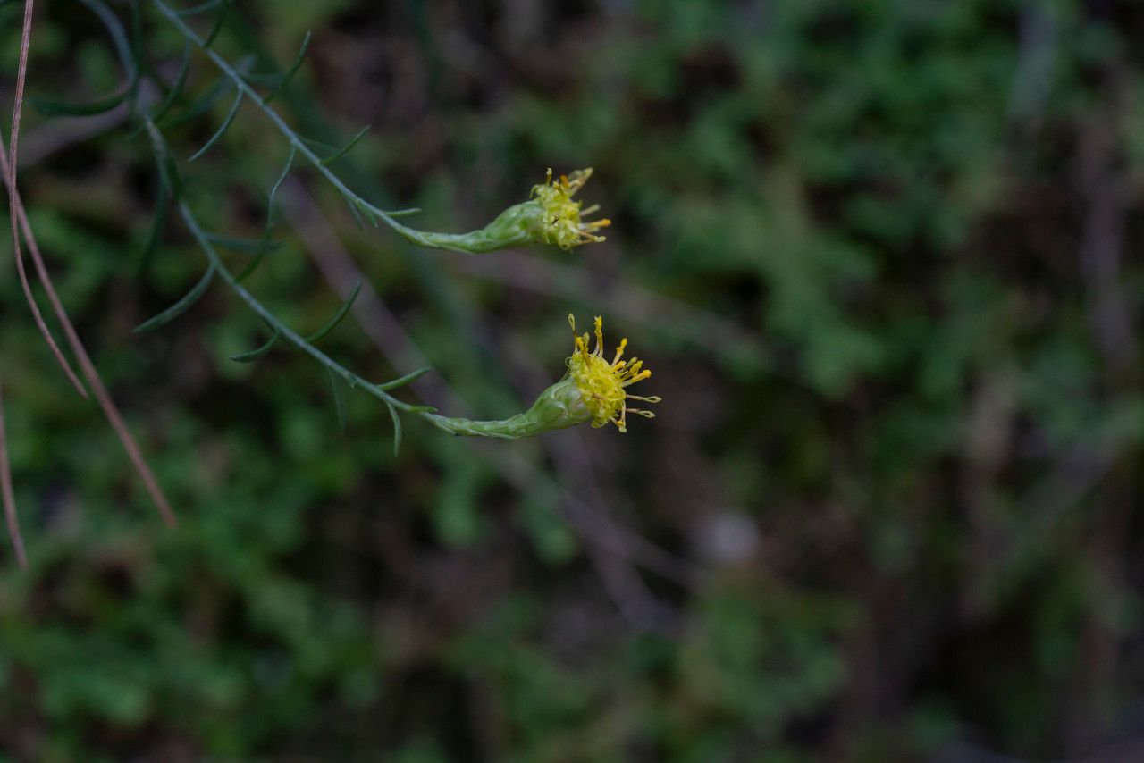 Galatella cretica habit