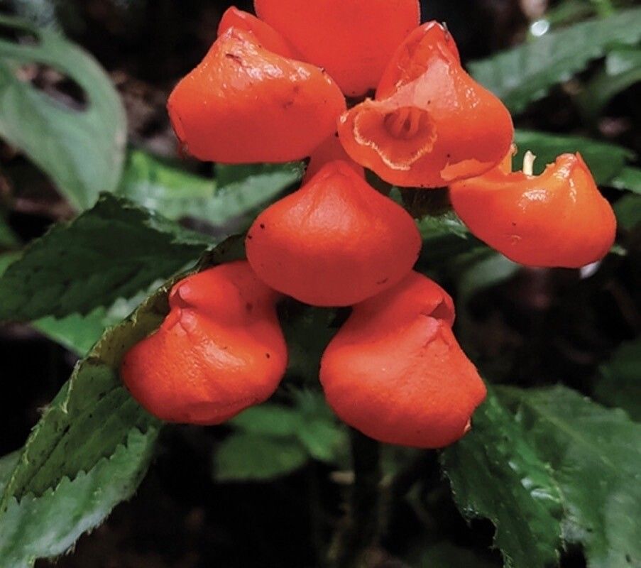 Gasteranthus extinctus — search result for 'Gesneriaceae'