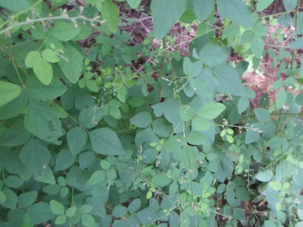 Desmodium ospriostreblum — search result for 'Desmodium'