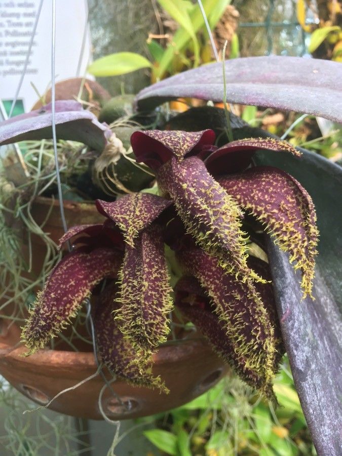 Bulbophyllum phalaenopsis flower