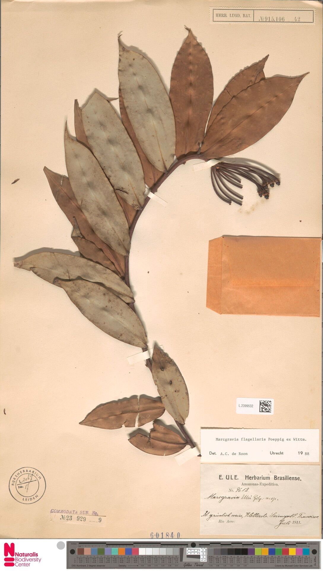 Marcgravia flagellaris — related species from the same genus