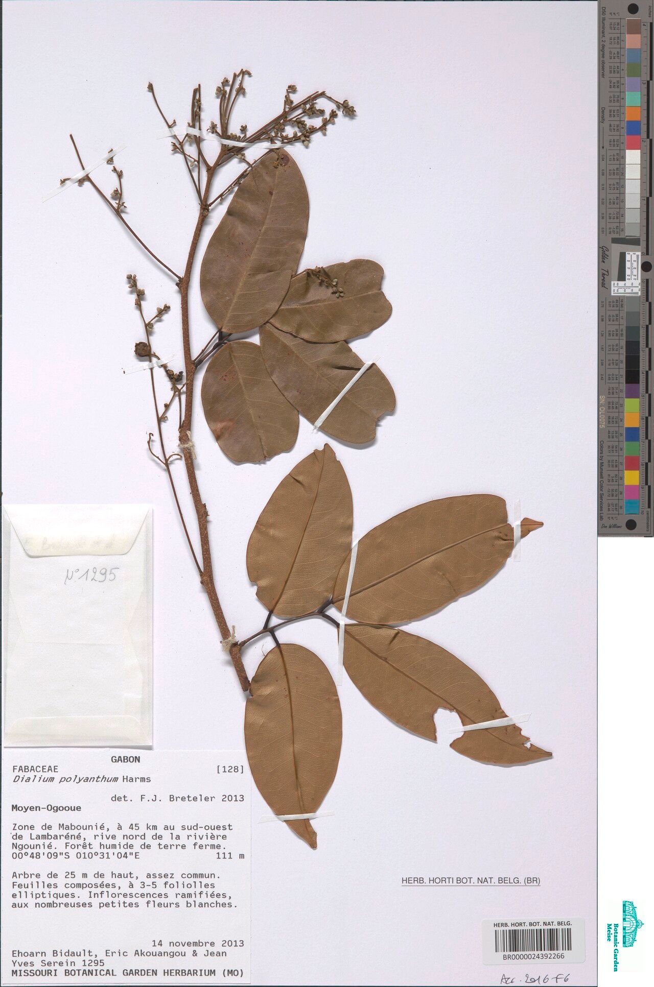 Dialium graciliflorum — search result for 'Dialium'