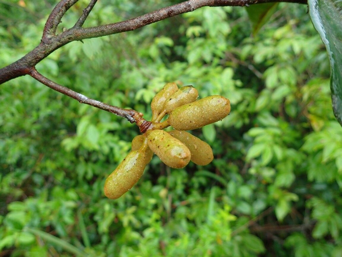 Uvaria versicolor — houseplant care guide