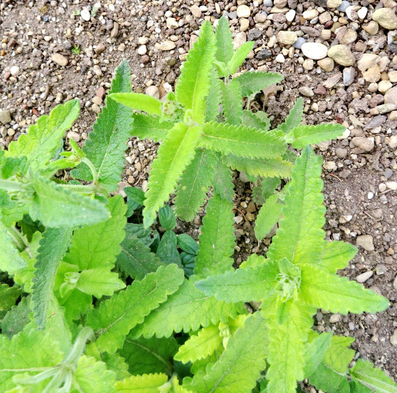 Betonica scardica — search result for 'Betonica'