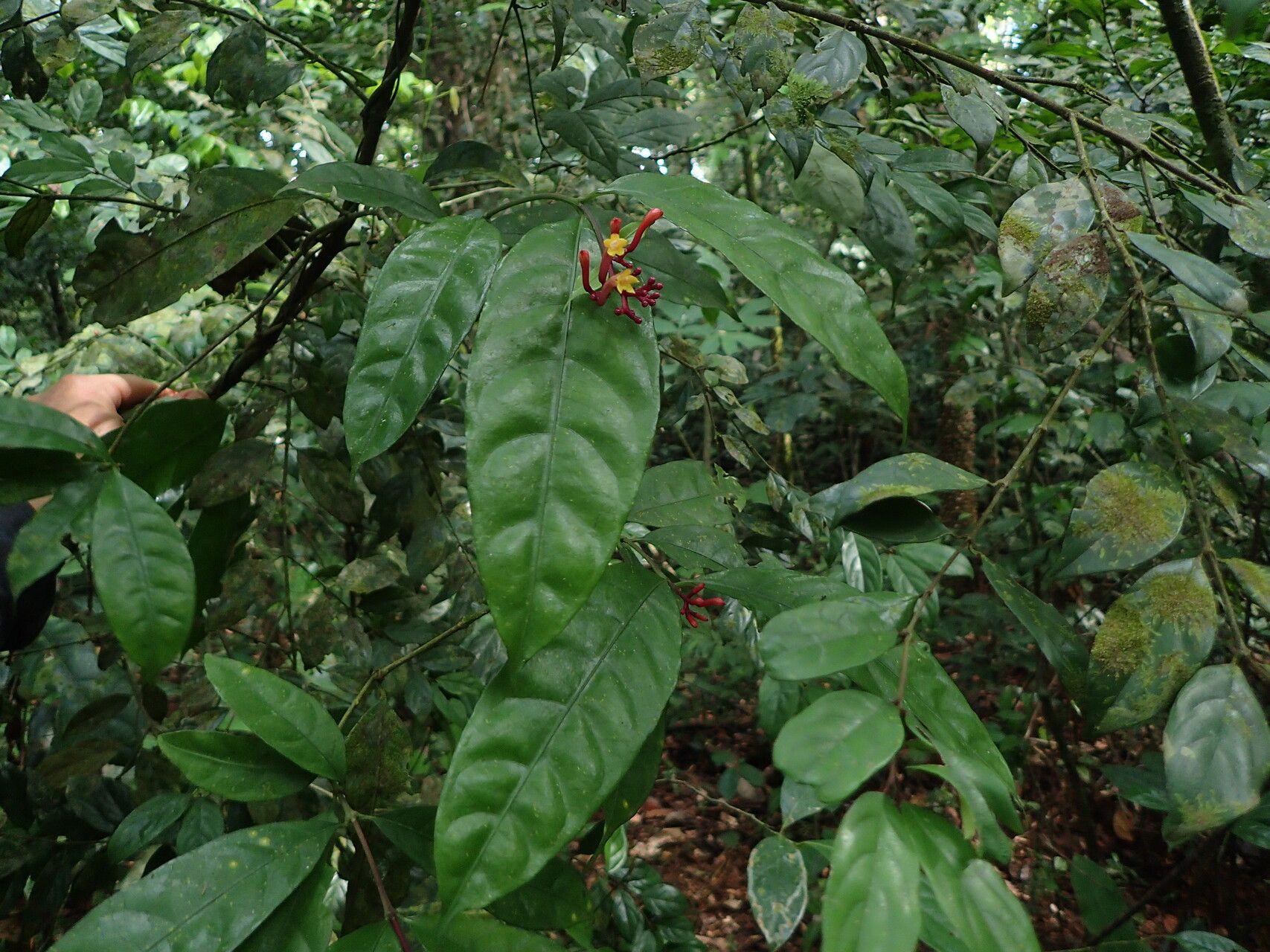 Chassalia subnuda habit