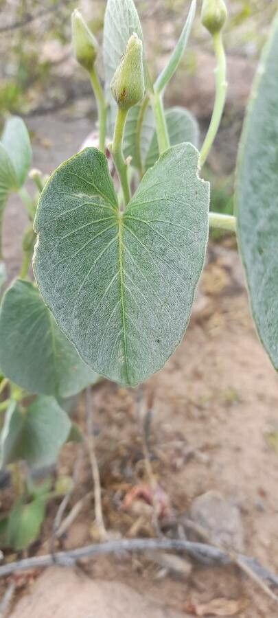 Ipomoea hieronymi leaf
