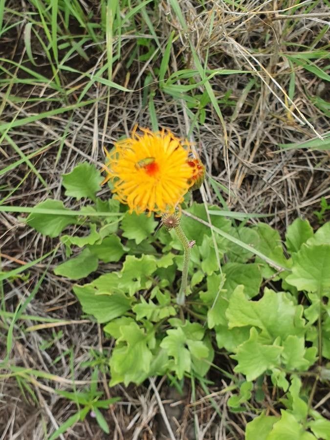 Crassocephalum vitellinum flower
