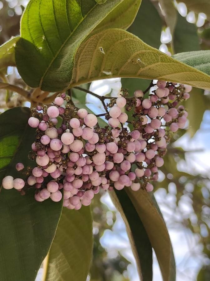 Callicarpa formosana flower