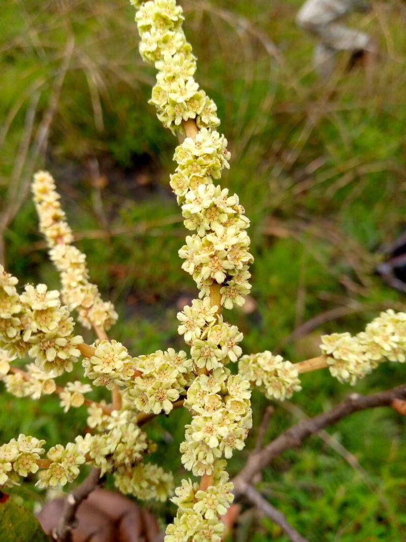 Homalium abdessammadii — related species from the same genus