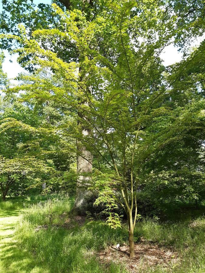 Acer micranthum habit