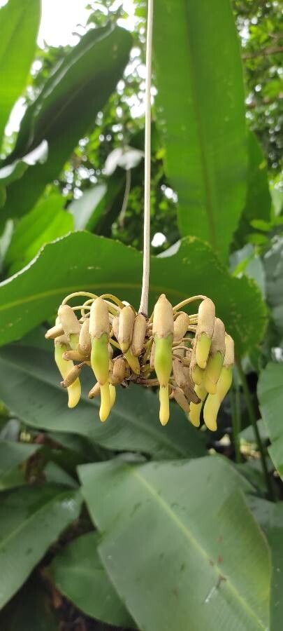 Mucuna holtonii fruit