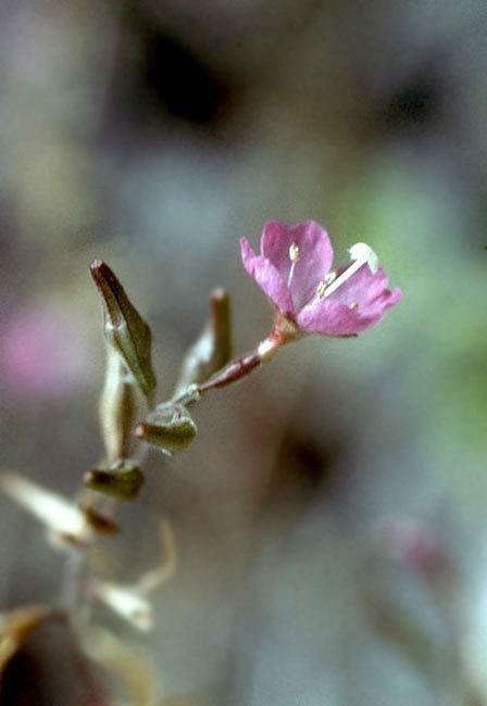 Epilobium nevadense — search result for 'Onagraceae'