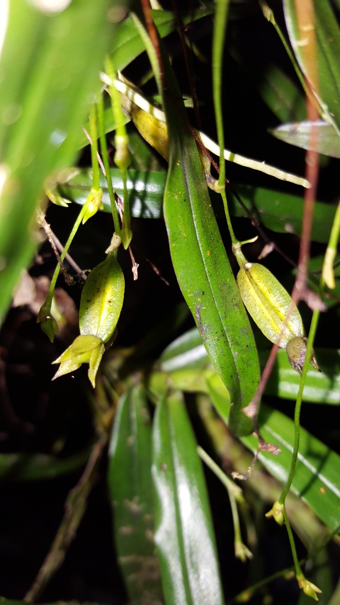 Angraecum multiflorum fruit