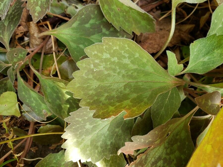 Pachysandra procumbens