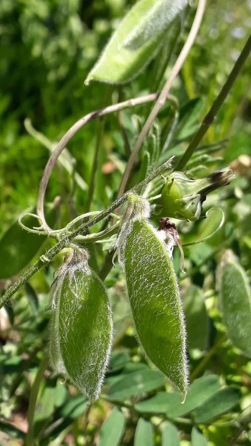 Vicia benghalensis fruit