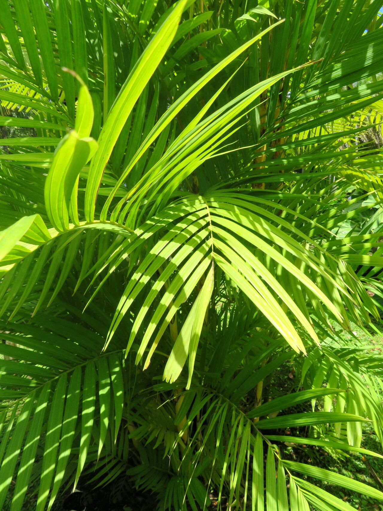 Pinanga coronata — related species from the same genus