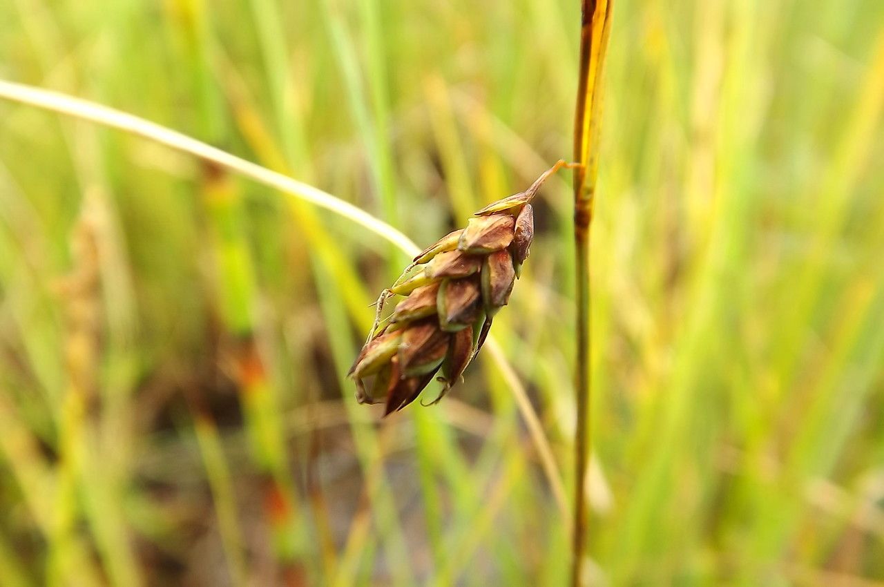 Carex limosa fruit