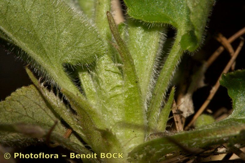Viola collina bark
