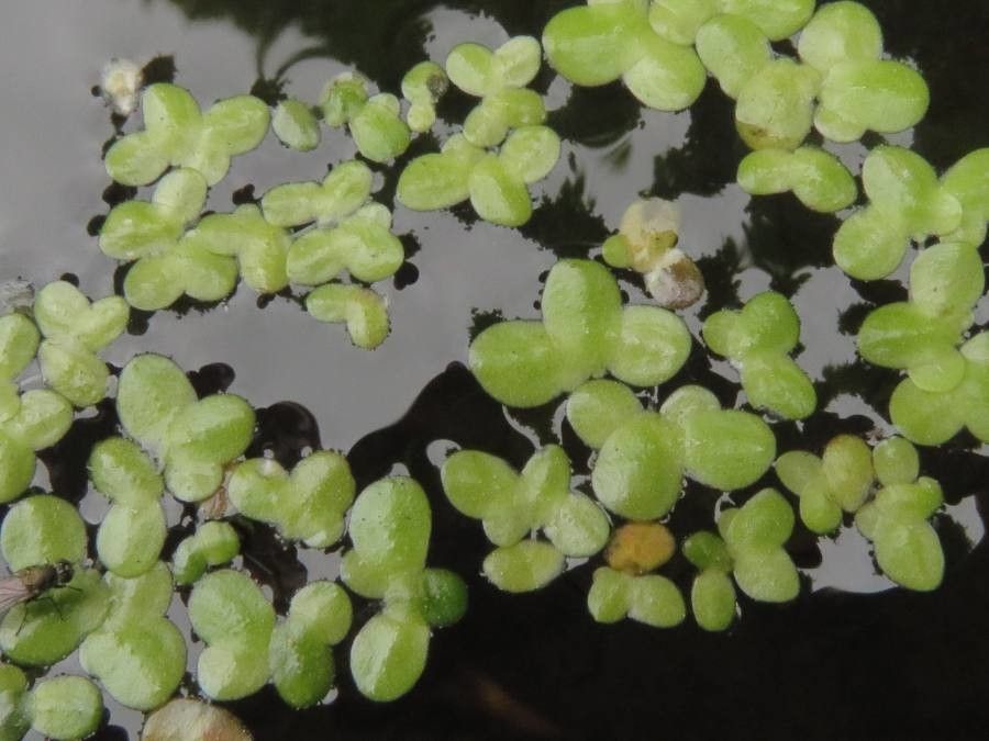 Lemna minor leaf