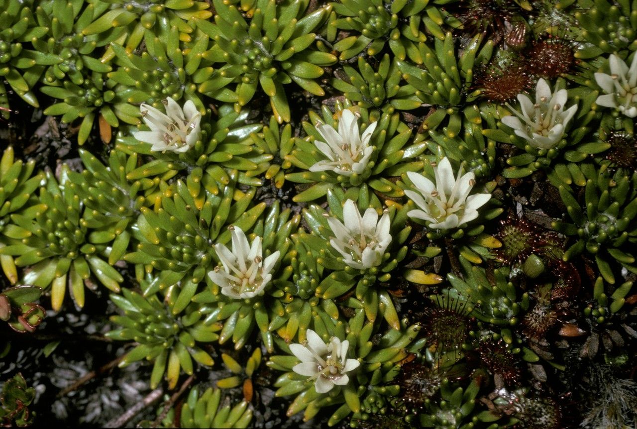 Donatia fascicularis — houseplant care guide