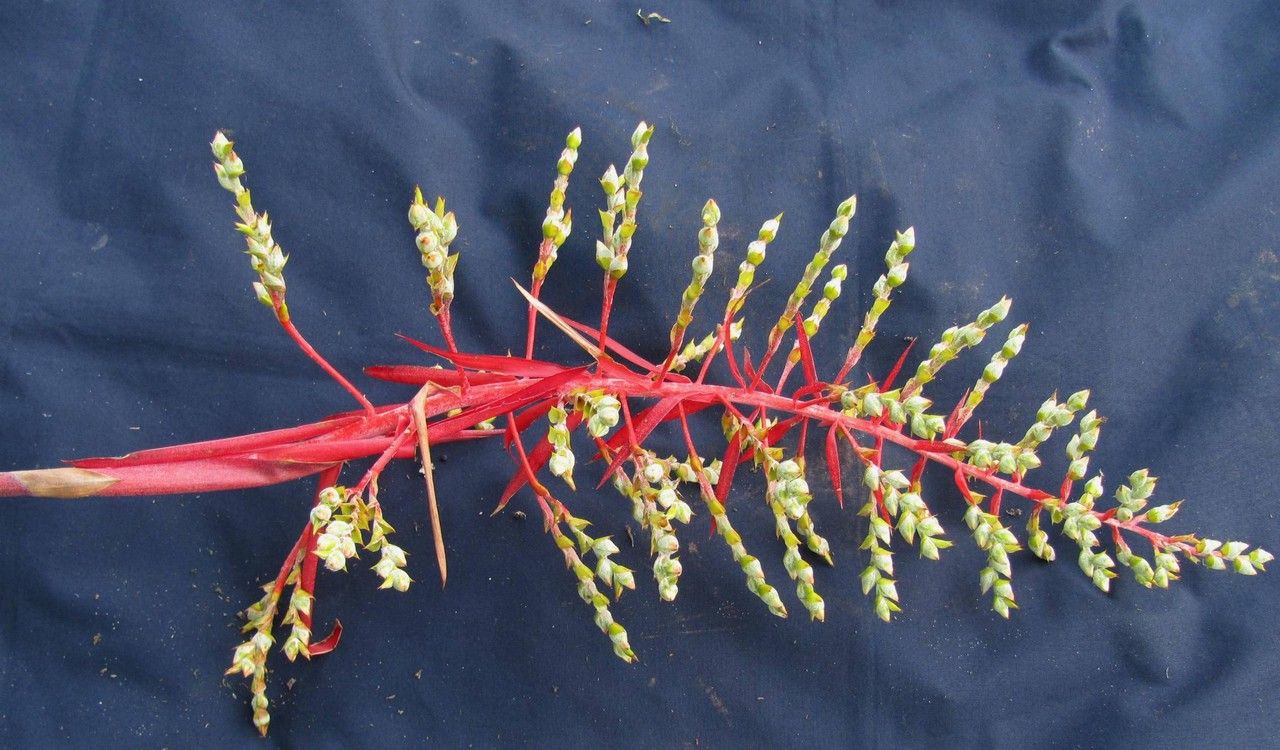 Aechmea pittieri other