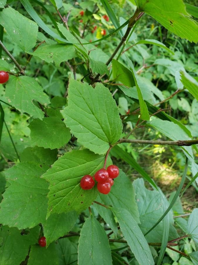 Viburnum edule fruit