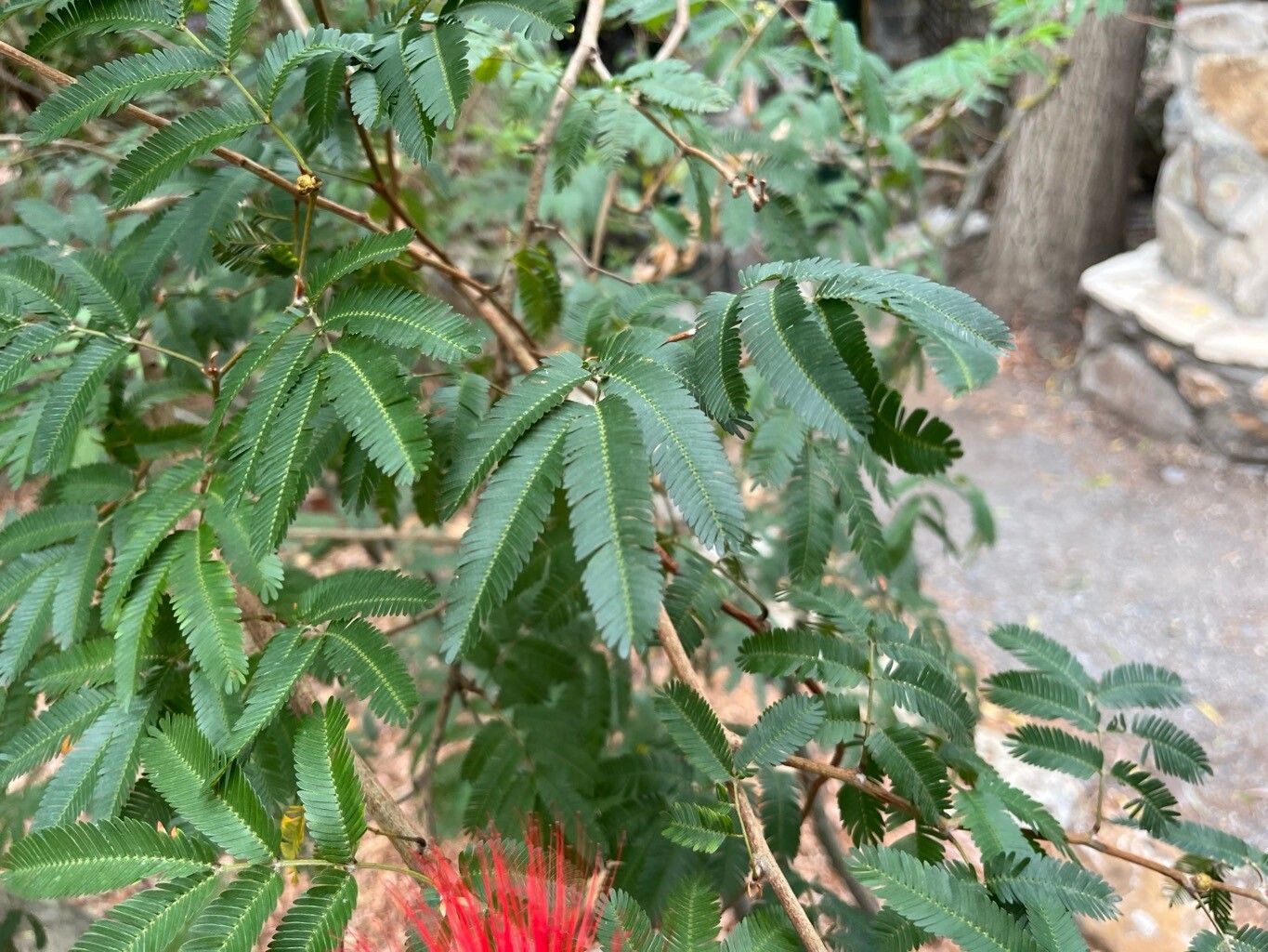 Calliandra tweediei leaf