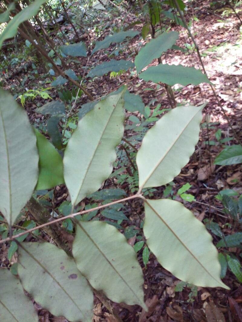 Eugenia albicans — houseplant care guide