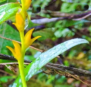 Bulbophyllum auriflorum flower