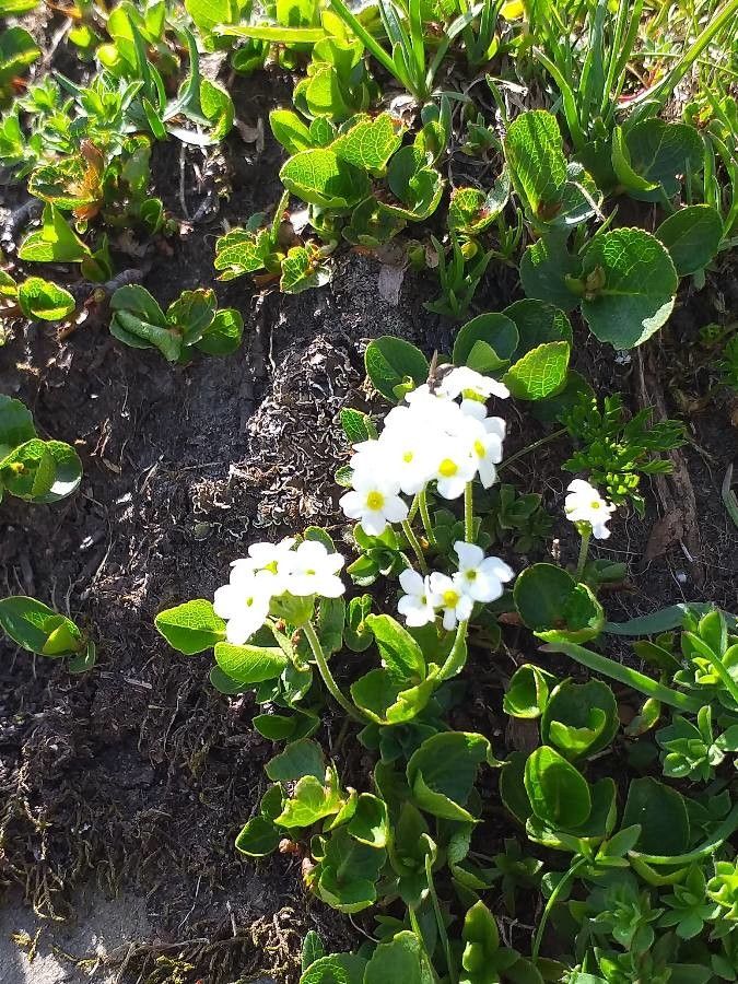 Androsace chamaejasme habit